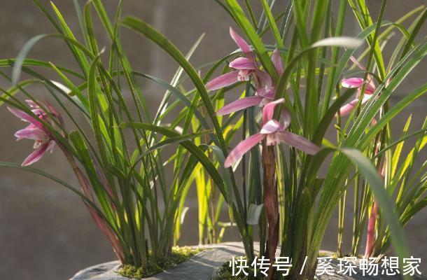 睡眠质量|卧室养花不了解这些,随意盆栽可能会引发失眠、没精神、一身病