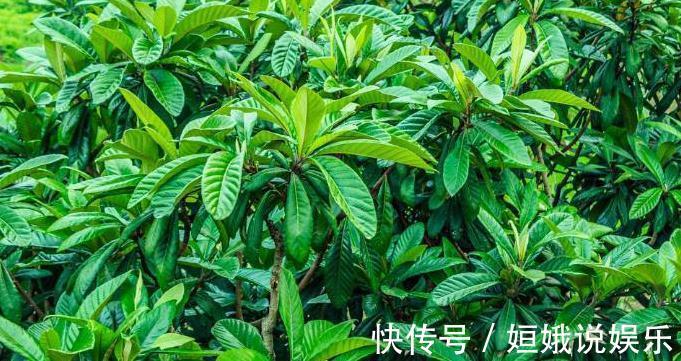 丝瓜|农村这种树,果子好吃,叶子比果子更有用,却很少人知道