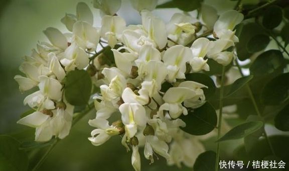 高血压的对手找到了，父母每天喝一杯，血压或许悄悄降下来