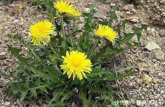 皮炎|农村到处都是的婆婆丁,不仅是消暑圣品,还是美容万金油!