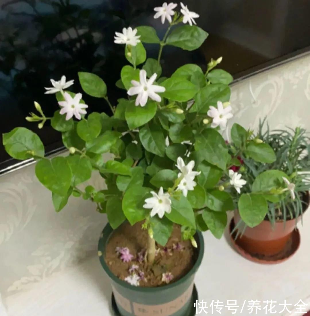 7种花冬天会假死，叶子掉光不要扔，明年还能大爆花