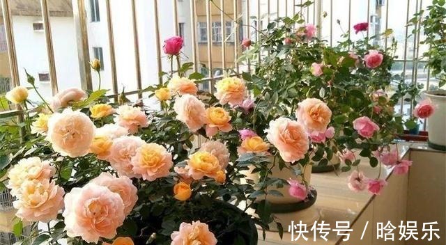 修剪|养月季、三角梅，花前浇一点、花后剪一刀，花朵想开几次有几次