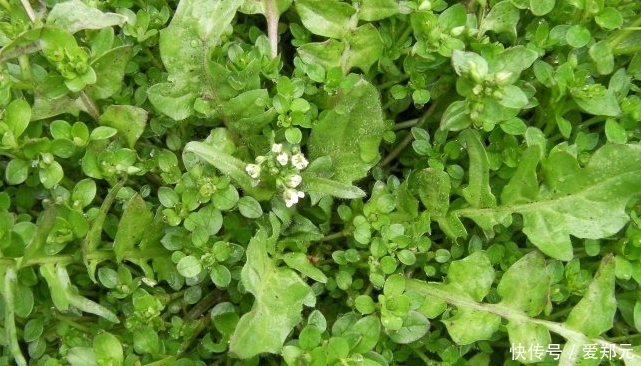 荠菜酸|农村这种野菜很常见，大多数人都吃过，但知道它功效的却少之又少