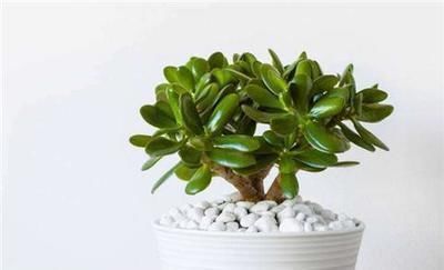 养这“2种”树,能成“老桩”,越养殖越好看,而且“价格高”