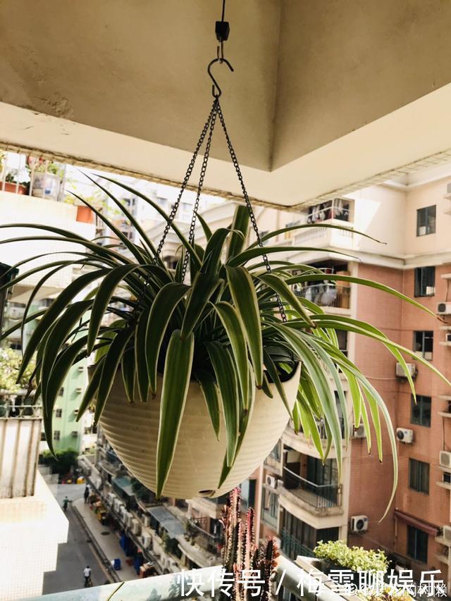 瀑布|6种花,一定要吊起来养,开花像瀑布,看着真过瘾!