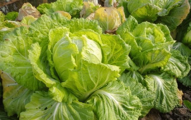 为什么专家建议白菜要少吃,最好是不要吃看完很是受益