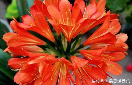 盆栽君子兰夹箭，只要往花盆里放点它，花骨朵嘟嘟冒出来！