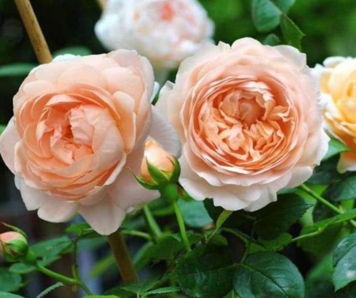 3种花养在家里,花朵硕大,花期长,家中养花首选,美不胜收!