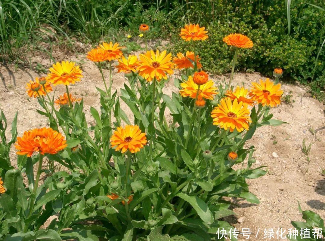 金盏菊，是一种药材，还是一种食材，更是赏花界一道靓丽的风景线