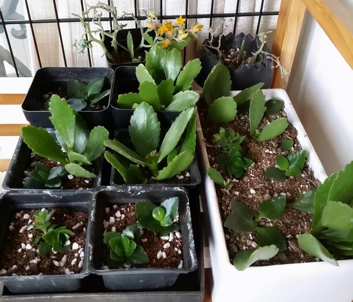 扦插|3种花真的太顽强了,一个枝一片叶,遇土就长根,扦插很简单