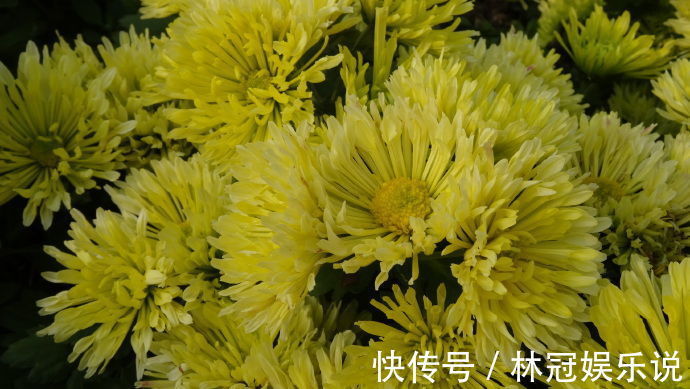绿衣|喜欢菊花，不如养盆“小米菊”绿色心情，似绿衣少女，青碧可人