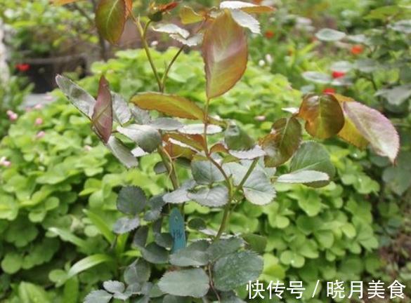 月季枝条不够壮开花少,该怎么办呢