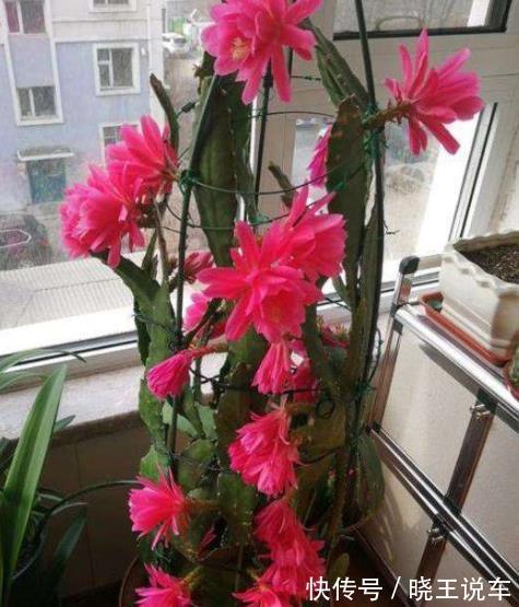 此花比荷花还美,好养好看长势旺,一次能开20朵,南北方都能养