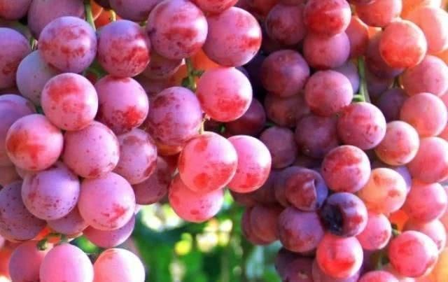 劲儿|4物被称为“天然安胎药”,孕妈早晚没事可劲儿吃,对腹中胎儿好