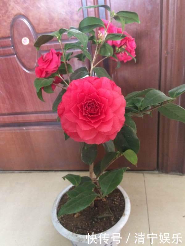 喜欢玫瑰,不如养”高端玫瑰“糖果雪山,甜蜜如糖果,粉嫩诱人