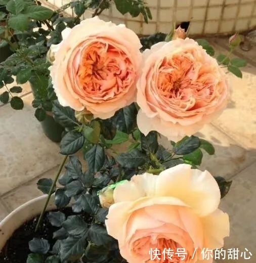 真宙|什么样的月季算优秀?盘点一下我种过的优秀月季