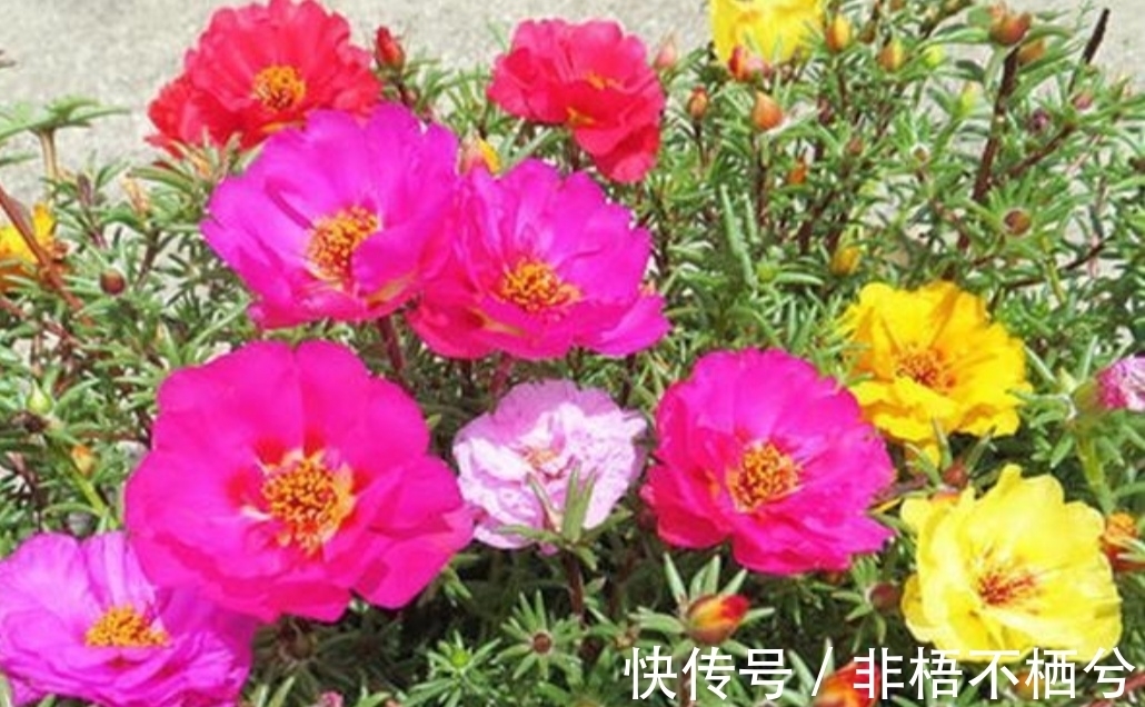 哪些花开花漂亮,花期又长?推荐5种花期超长的花卉