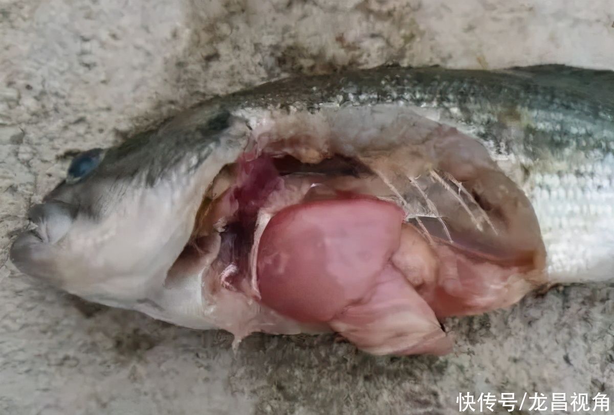 抗生素|气温高了，加州鲈也不要着急加料，否则这些问题让你头疼