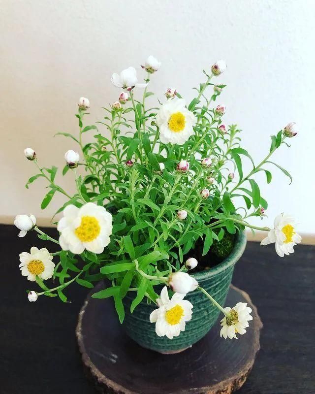 山野草，也高雅！