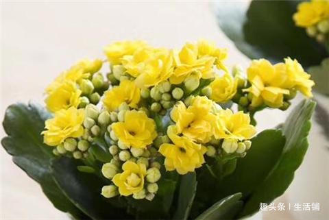 长寿花喷点“驱虫水”，病虫全不见，花芽蹭蹭冒不停！