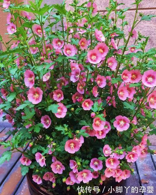 小木槿美不胜收，怎样养护才能让它美美开花