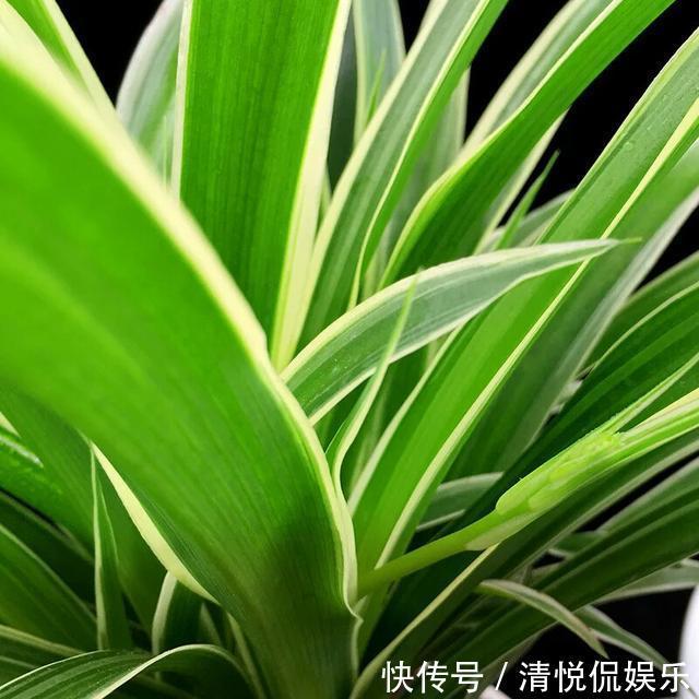 吊兰|金边吊兰叶子发软不挺拔,修修剪剪换个盆,一个月爆盆不是事