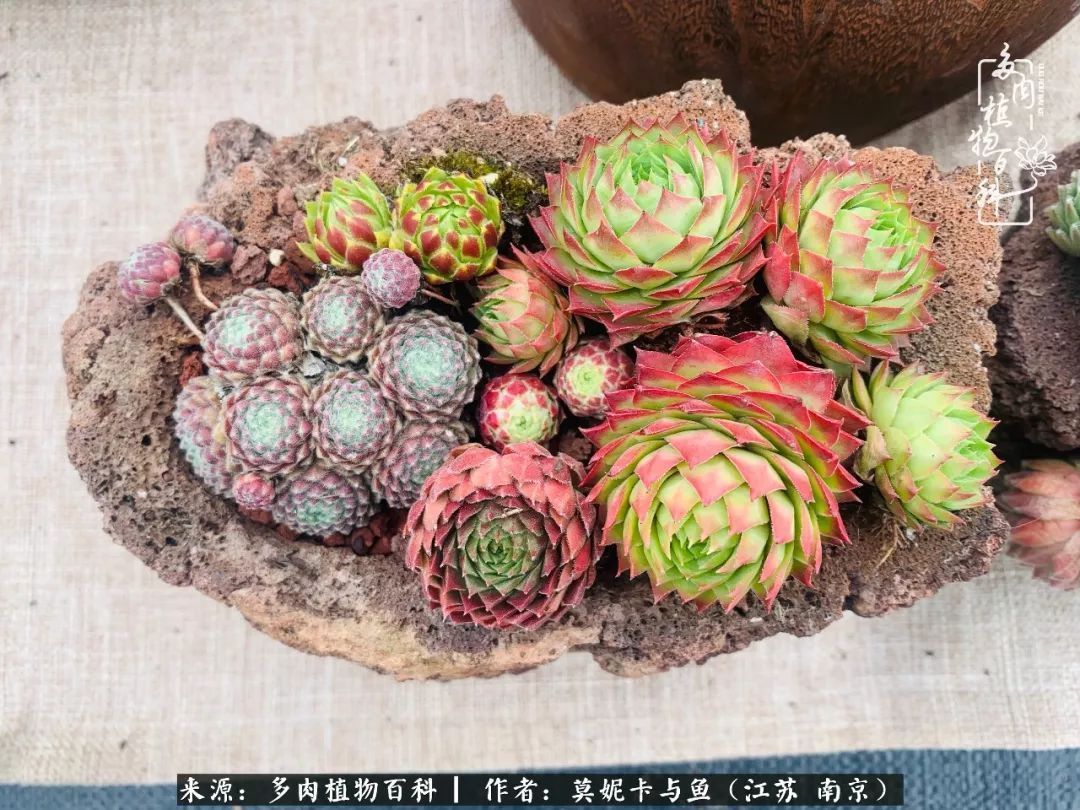 这多肉拼盘这么仙!如何制作达人手把手教你制作长生草拼盘!