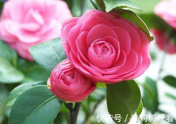 太阳花|7月4日开始,养花试试这几款,花香易打理,花超美,而且阵阵花香