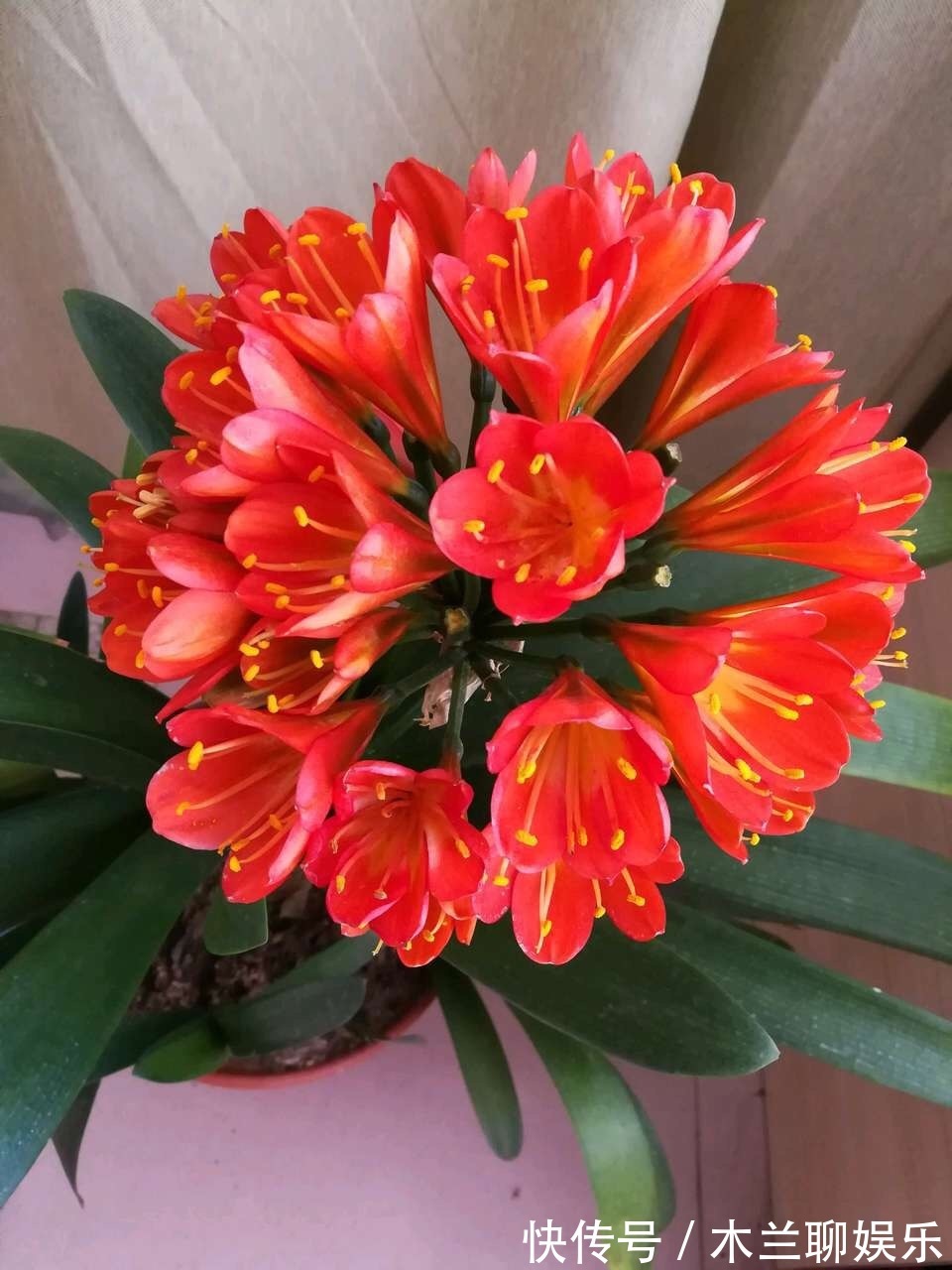 君子兰籽|30元买一斤“君子兰籽”,养1月“出苗”100棵,瞬间变“大户”