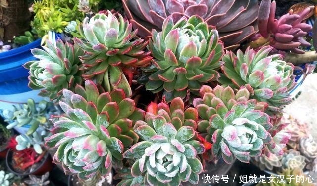 阳台的多肉怎么养才漂亮7个细节做到了,效果就是不一样!