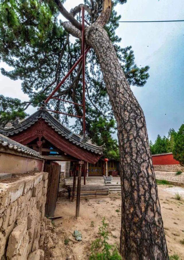 忻州国家级文物寺庙“公主寺”千年古松