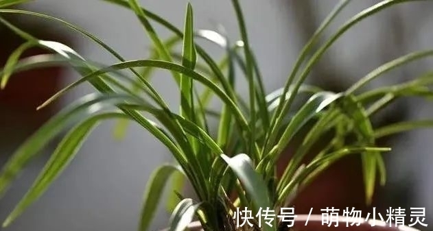 为什么说用细植料养兰花，更容易服盆成活？