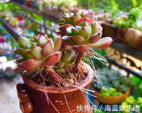 养多肉要细心,长胡须还徒长就是有问题,教你3招正确处理