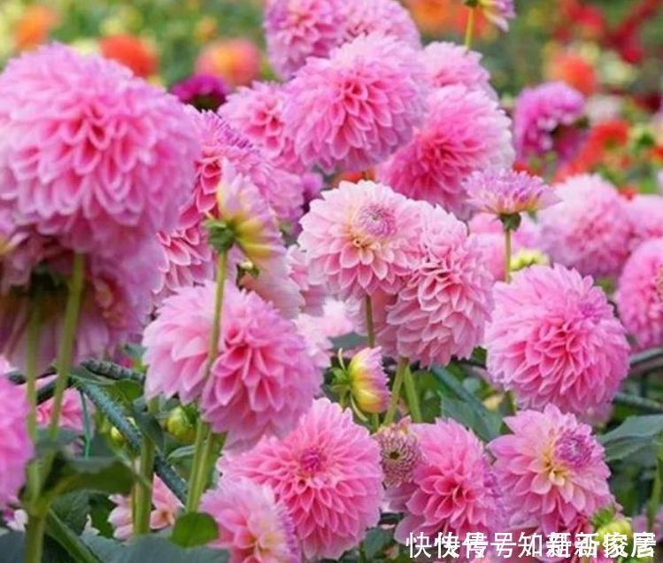 3种花开花量特别大，开完剪、剪完开，一开就是几百朵