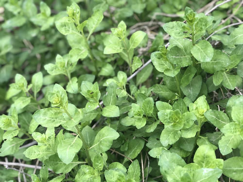 谷雨时节，这野菜正鲜嫩，下火明目营养高，很多人不知道能吃！