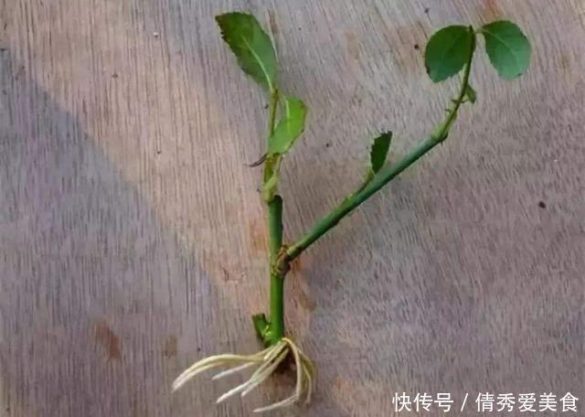 “生根剂”还需要买?路边捡点,直接扔盆里,30天就能看白根!