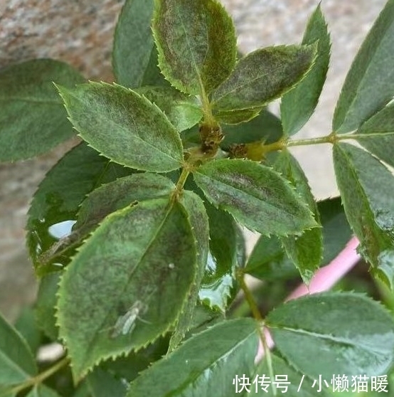 新叶|月季新芽枯萎、畸形怎么回事,打药治疗时,这些值得注意