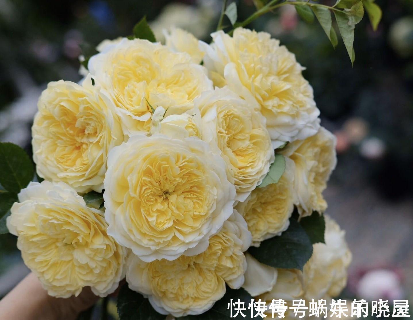 花墙|又美又香的花,花量大,多季开花,可做花墙,阳台也能种