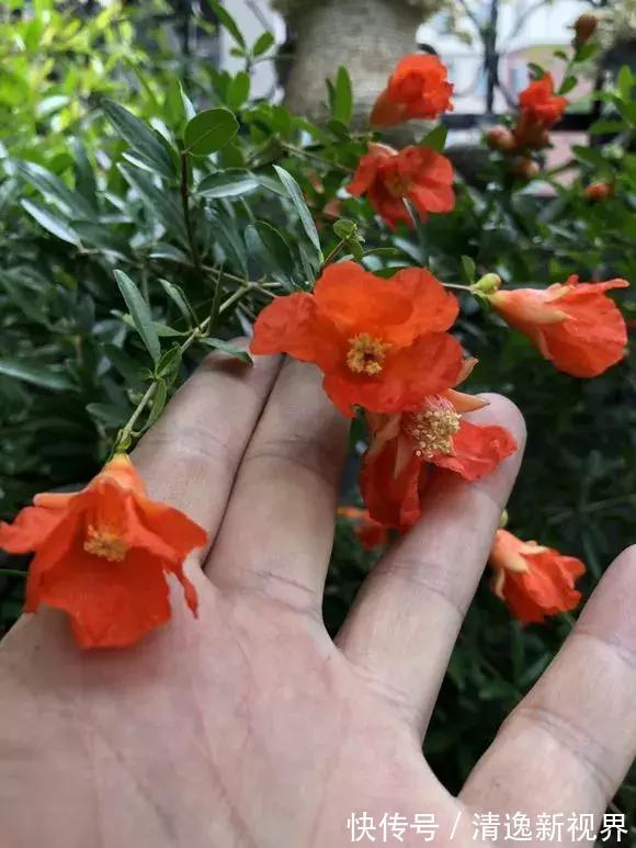 阳台种水果,行家都选4种,简单好养活,爱长果子,边摘边吃!