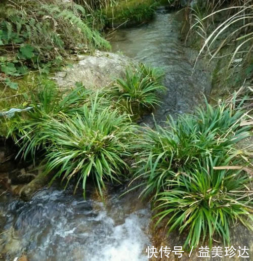 石菖蒲|1种生在水边的“野草”，人们视而不见，却是珍贵的“中草药”