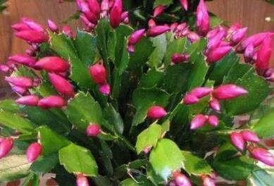 花友们|中秋前,3种东西扔盆里,长寿、蟹爪兰猛开花,肥效管1年