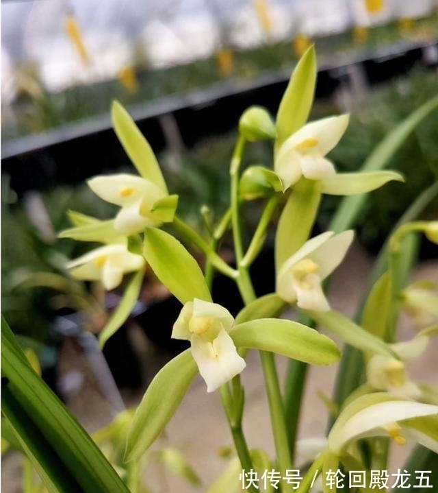 这2款兰花,是无法超越的“经典”,价格便宜,但是性价比却很高