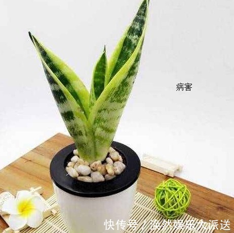 黄叶|虎皮兰这样养护,叶子绿油油,再也不会黄叶,邻居羡慕极了