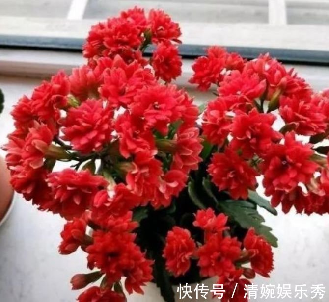 家里就养4种花,几块钱1盆,放阳台,开爆一整年!