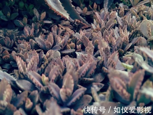 这花太能生崽，恨不得用脚踩，结果越踩长得越多！