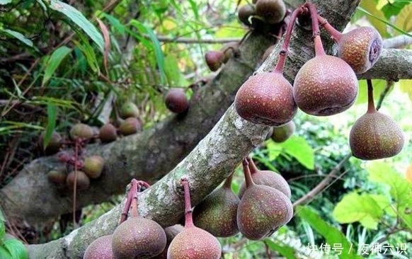 增强|夏天一定要多吃这几种野果,清心润肺,增强活力,你们知道吗?