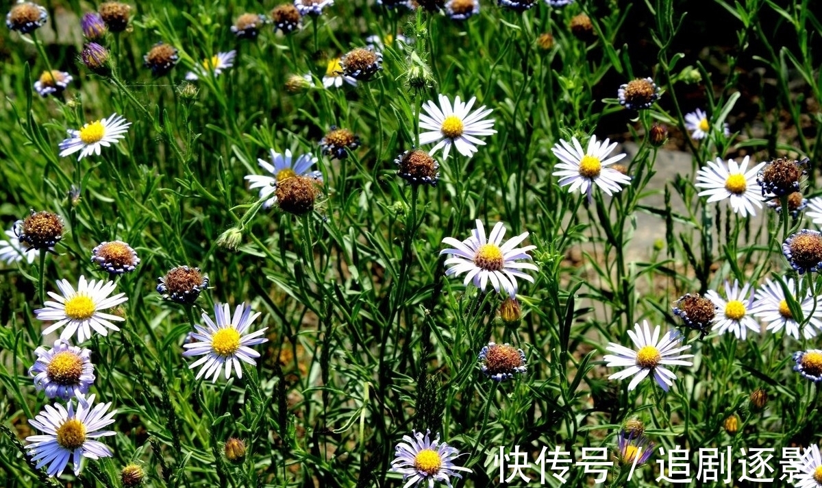 小廊|郑板桥感怀秋意萧瑟,抒写了一首七绝,词美意丰,结尾更令人赞赏