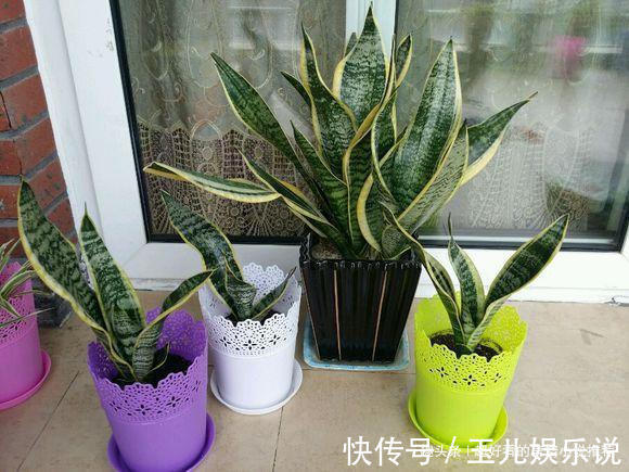 虎皮兰长得慢家里2种“过期药”,7天“喂1片”,长势快