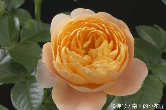 朱顶红|3种花非常好养,简单一养就爆盆,花色丰富四季开花,谁养谁喜欢