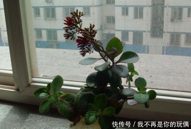 这“3种”植物在水中养,比在土壤生长“快几倍”,叶片更油绿!